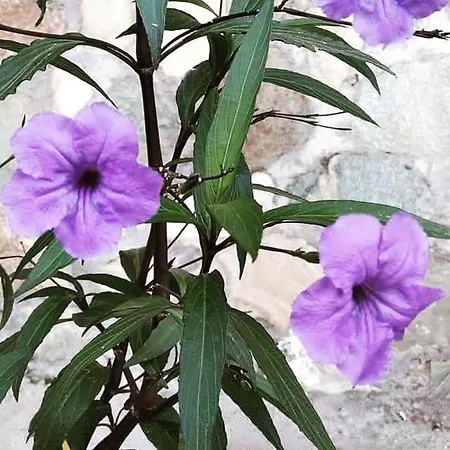 Sunday Morning μούρεσι πηλίου Mourésion