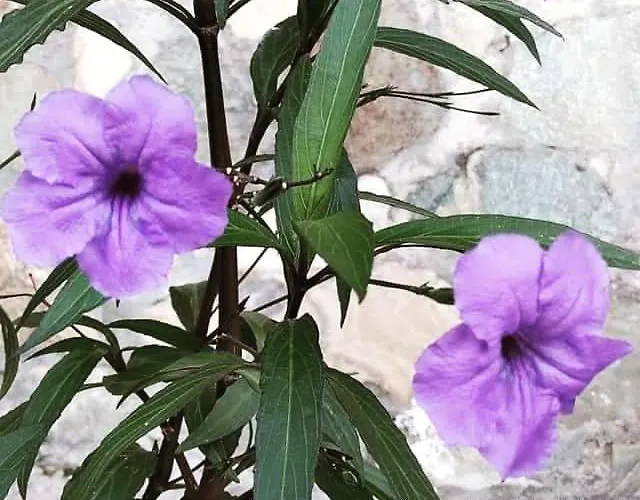 Sunday Morning μούρεσι πηλίου Mourésion